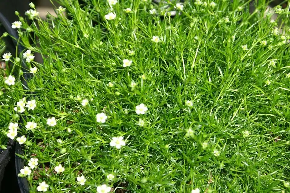 Sagina subulata(Irish Moss) Form