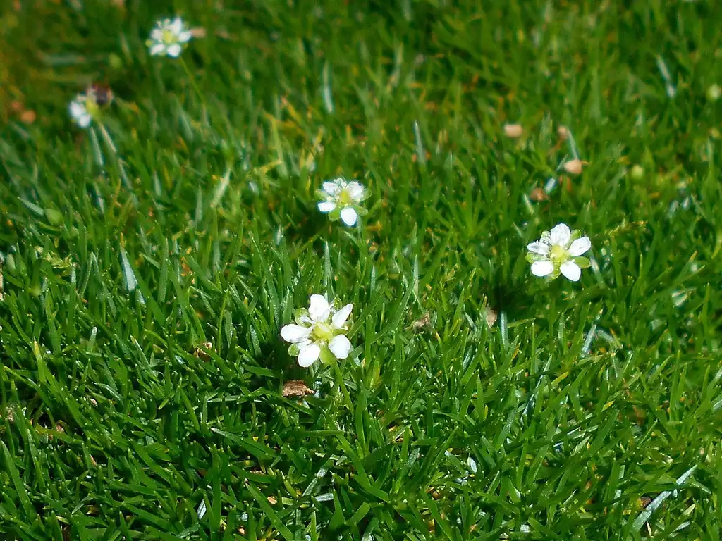 Photo of Sagina subulata (Sagina subulatas)