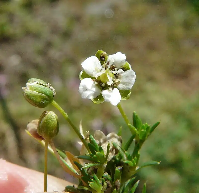 Photo of Sagina subulata - Flower and fruit:Andrea Moro