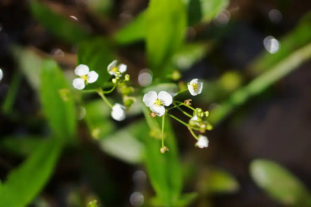 Sagittaria fasciculata(Bunched Arrowhead, Duck Potato) Sagittaria fasciculata