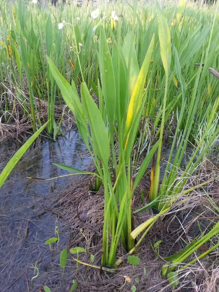 Foto de Sagittaria lancifolia subsp. media (Sagittaria lancifolia subsp. medias)