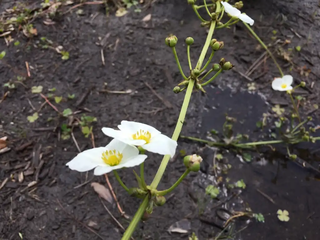 Foto de Sagittaria lancifolia subsp. media (Sagittaria lancifolia subsp. medias)