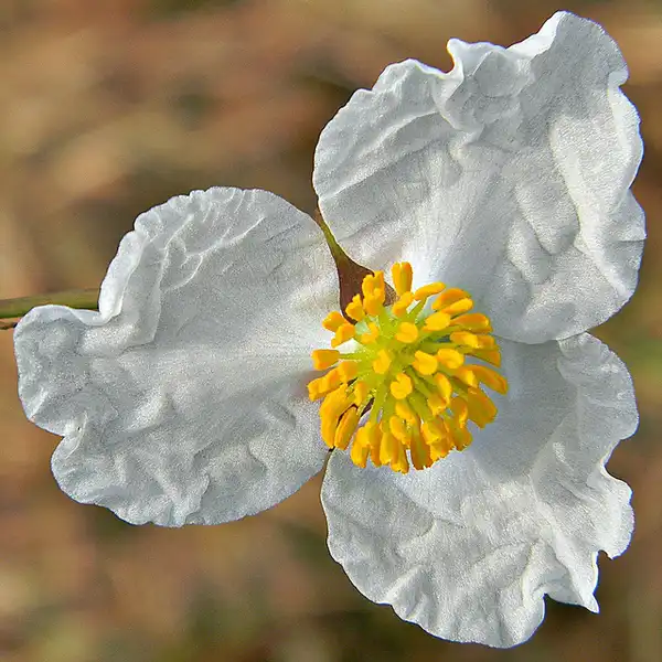 Foto de Sagittaria lancifolia (Sagittaria lancifolias)