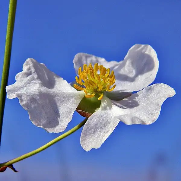 Foto de Sagittaria lancifolia (Sagittaria lancifolias)