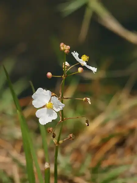 Foto de Sagittaria lancifolia - Sagittaria lancifolia:bathyporeia