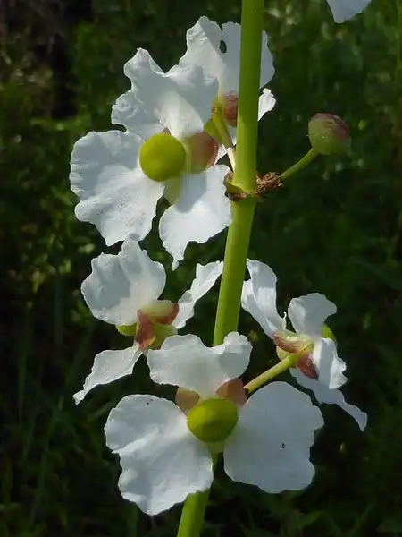 Foto de Sagittaria lancifolia - Sagittaria lancifolia:Eleanor