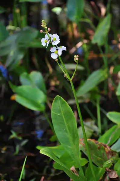 Foto de Sagittaria lancifolia - Sagittaria lancifolia:Walter
