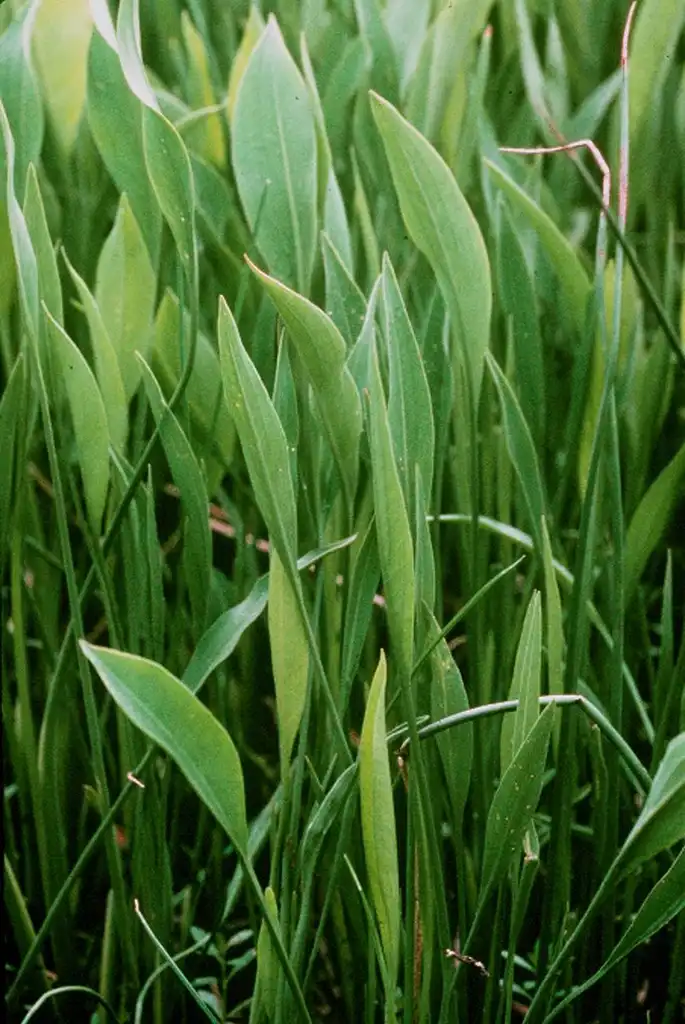 Foto de Sagittaria lancifolia - Sagittaria lancifolia: