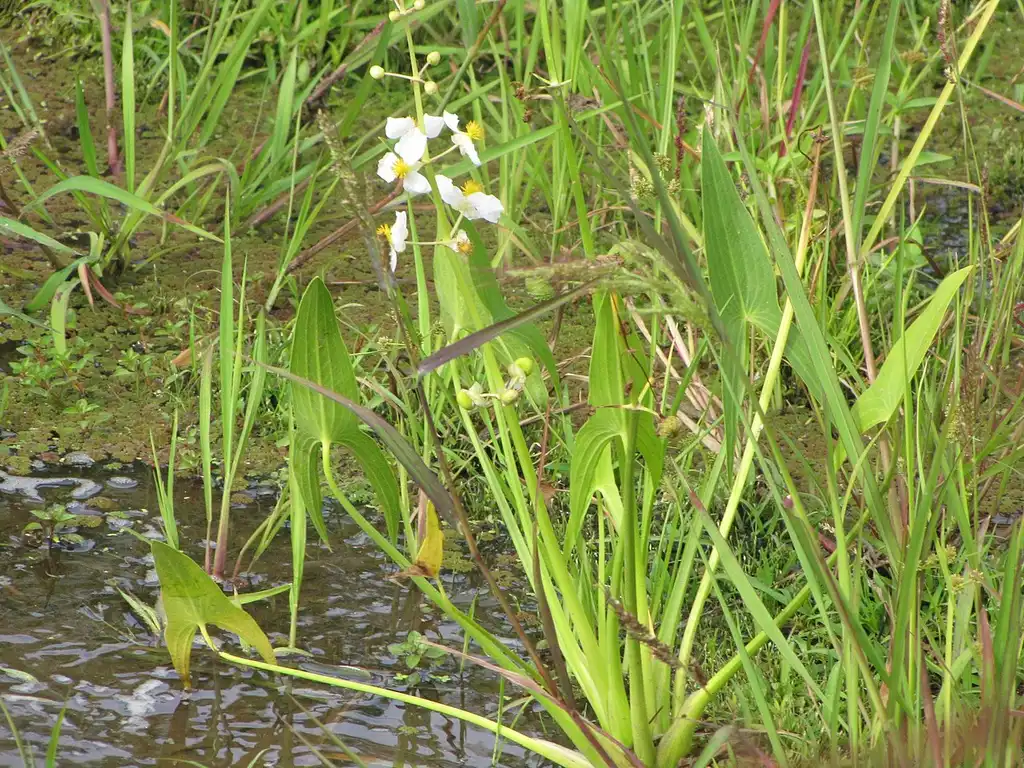 Foto de Sagittaria latifolia (Sagittaria latifolias)