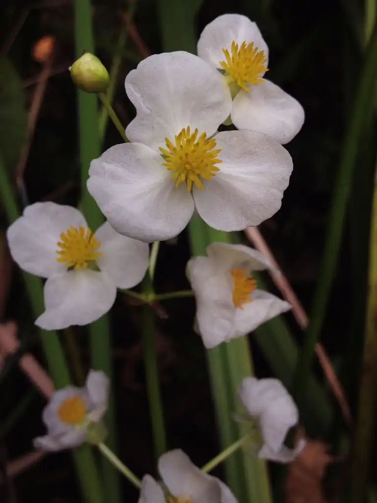 Foto de Sagittaria latifolia (Sagittaria latifolias)