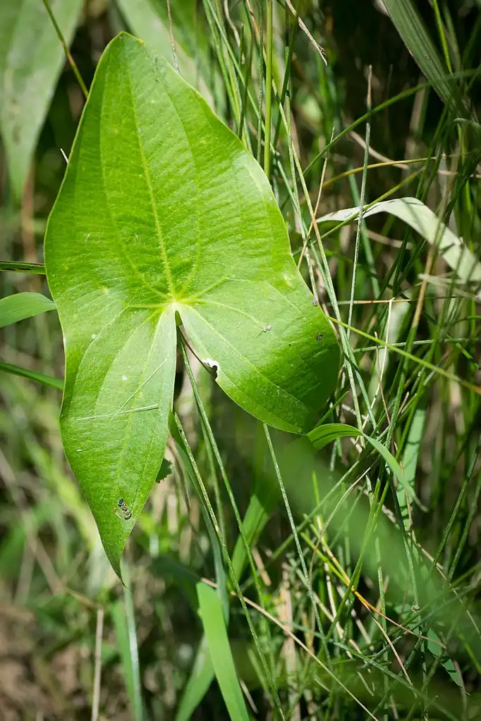 Foto de Sagittaria latifolia - Leaf closeup:Andrew C