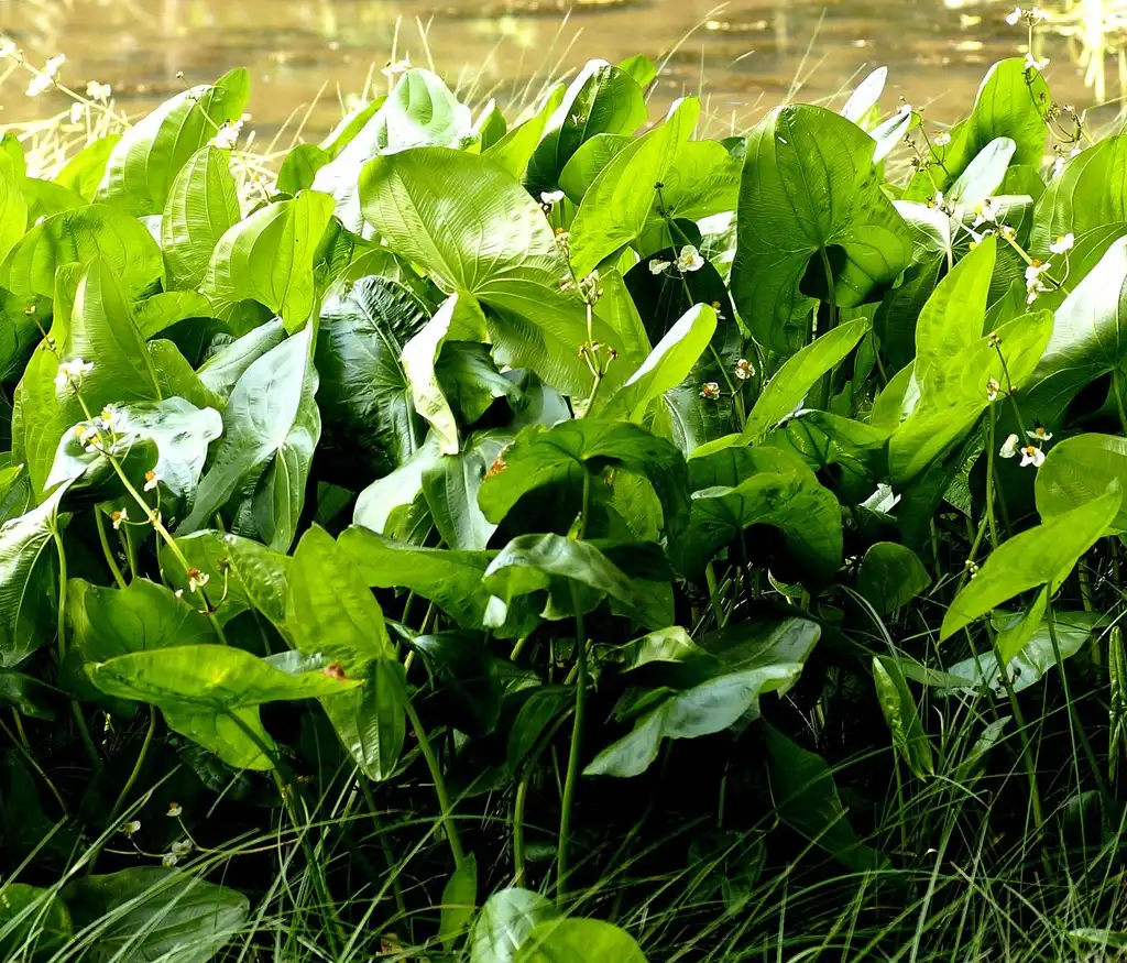 Foto de Sagittaria latifolia - Leaves:Udo Schmidt