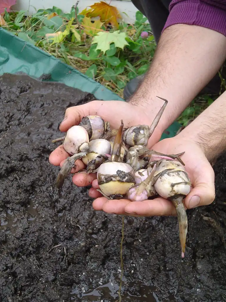 Foto de Sagittaria latifolia - roots:Eric Toensmeier