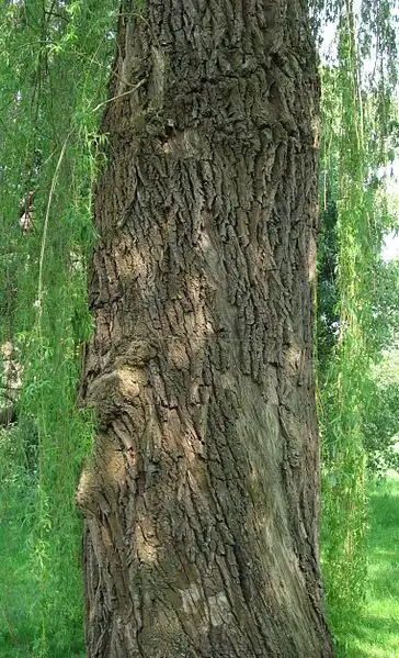 Photo of Salix alba 'Tristis' (Salix alba 'Tristis's)