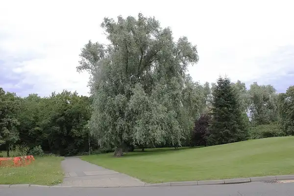 Photo of Salix alba var. sericea (Salix alba var. sericeas)