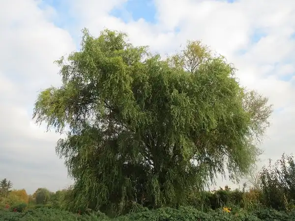 Foto de Salix babylonica var. tortuosa (Salix babylonica var. tortuosas)
