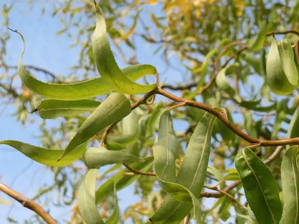 Foto de Salix babylonica var. tortuosa (Salix babylonica var. tortuosas)