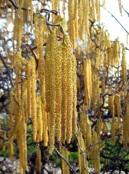 Foto de Salix babylonica var. tortuosa - Catkins:elycefelix