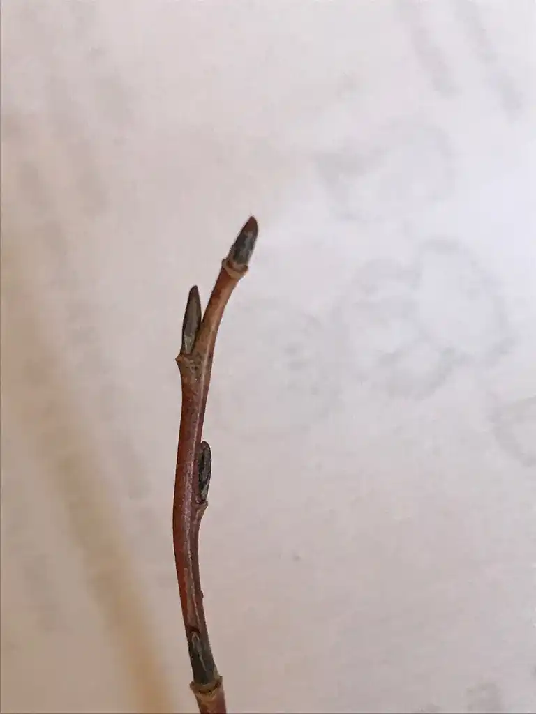 Foto de Salix babylonica var. tortuosa - Terminal buds:K. Andre
