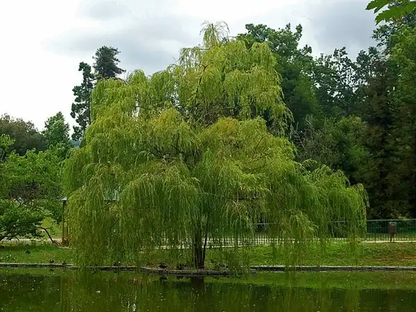 Фото Salix babylonica (Salix babylonicas)