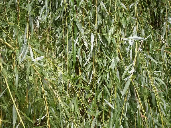 Фото Salix babylonica (Salix babylonicas)