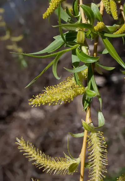 Фото Salix babylonica - :Kent McFarland