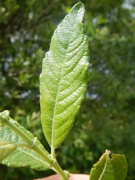 Photo of Salix caprea (Salix capreas)