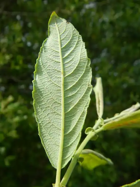 Photo of Salix caprea (Salix capreas)