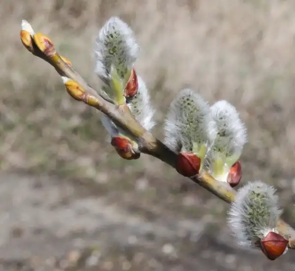 Photo of Salix caprea - Fuzzy buds:Phil Sellens