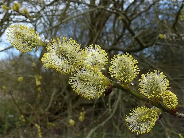 Photo of Salix caprea - Flowers:Hornet Arts