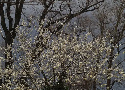 Photo of Salix caprea - Form:Klasse Im Garten