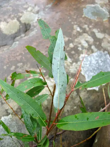 Фото Salix caroliniana (Salix carolinianas)