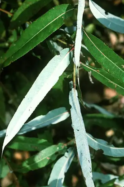 Фото Salix caroliniana (Salix carolinianas)