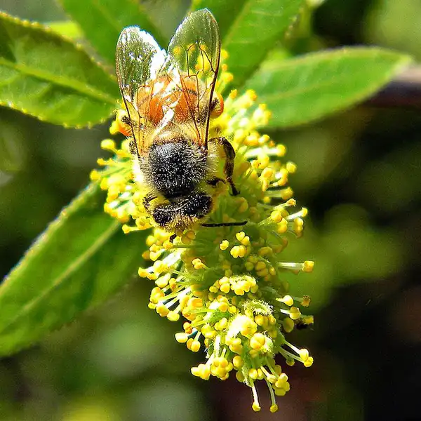 Фото Salix caroliniana - Bee pollinating a catkin flower:Bob Peterson