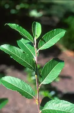 Photo of Salix chaenomeloides (Salix chaenomeloidess)