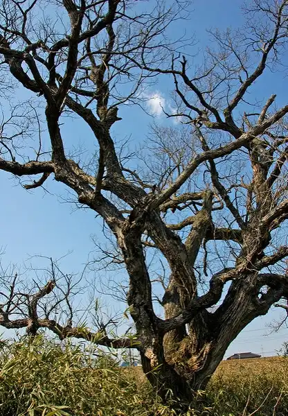 Photo of Salix chaenomeloides - Salix chaenomeloides in Winter:Autan