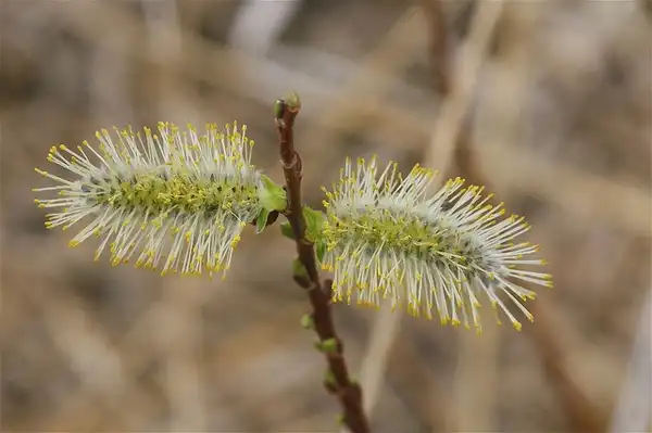 Photo of Salix discolor (Salix discolors)
