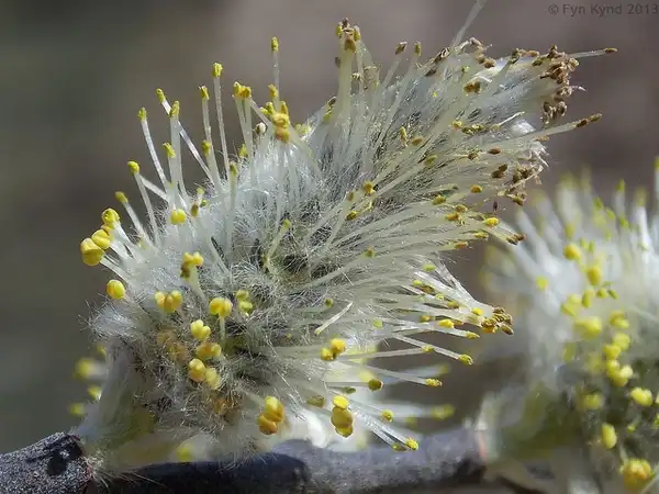 Photo of Salix discolor (Salix discolors)