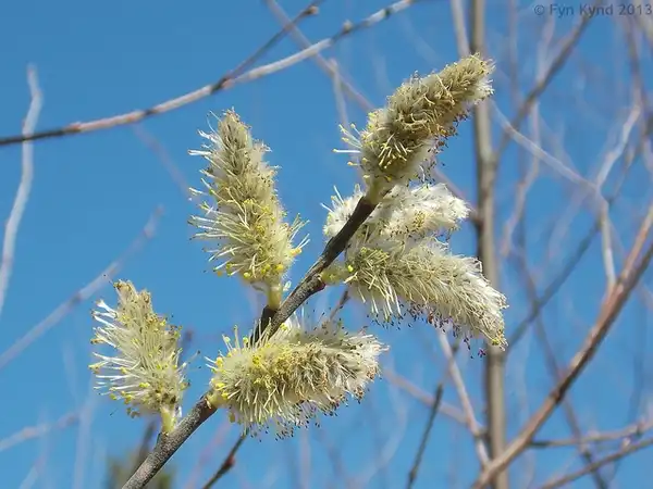 Photo of Salix discolor - Salix discolor:Fyntastic Photography