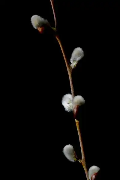 Photo of Salix discolor - Salix discolor:Tanya