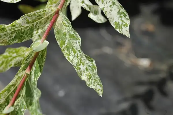 Foto de Salix integra 'Hakuro Nishiki' (Salix integra 'Hakuro Nishiki's)