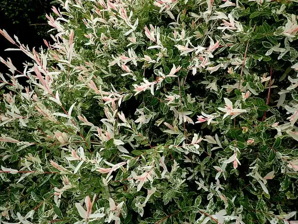 Foto de Salix integra 'Hakuro Nishiki' (Salix integra 'Hakuro Nishiki's)