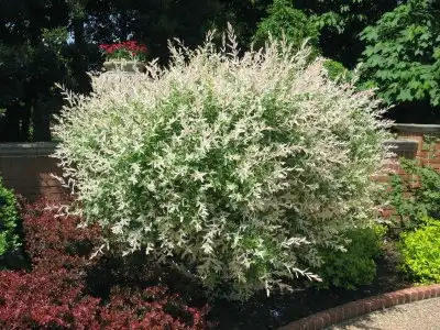 Foto de Salix integra 'Hakuro Nishiki' - :Joy Weese Moll