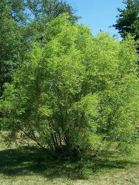 Photo of Salix nigra (Salix nigras)