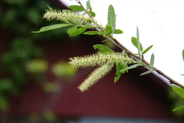 Photo of Salix nigra (Salix nigras)
