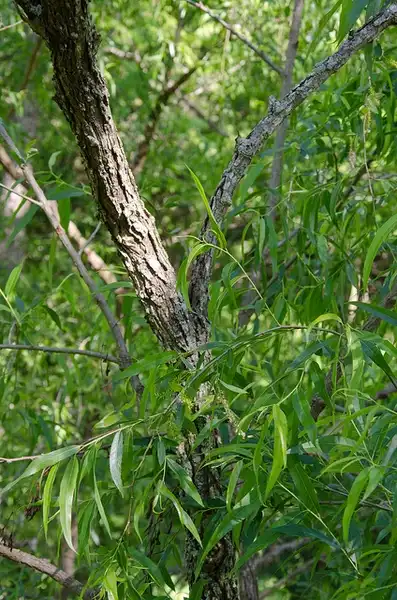 Photo of Salix nigra - Leaves:Suzanne Cadwell