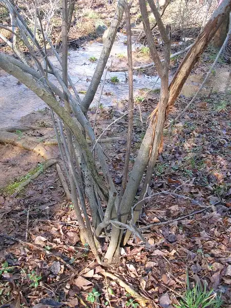 Photo of Salix nigra - Multi-trunked:Suzanne Cadwell