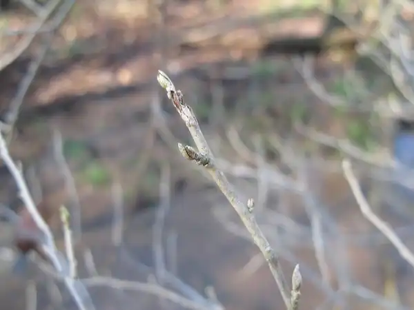 Photo of Salix nigra - Leaf buds:Suzanne Cadwell