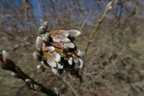 Foto de Salix udensis 'Sekka' (Salix udensis 'Sekka's)