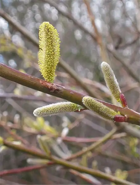 Foto de Salix udensis 'Sekka' (Salix udensis 'Sekka's)